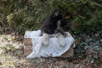 Bear, a male Siberian Husky for sale in Grayslake, IL – Photo 6 of 9