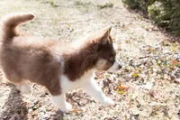 Cinnamon, a female Siberian Husky for sale in Grayslake, IL – Photo 4 of 10