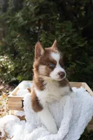 Cinnamon, a female Siberian Husky for sale in Grayslake, IL – Photo 1 of 10