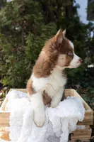 Cinnamon, a female Siberian Husky for sale in Grayslake, IL – Photo 7 of 10