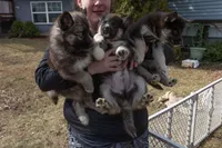 Cinnamon, a female Siberian Husky for sale in Grayslake, IL – Photo 9 of 10