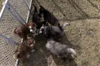 Cinnamon, a female Siberian Husky for sale in Grayslake, IL – Photo 10 of 10