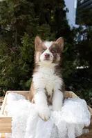 Cinnamon, a female Siberian Husky for sale in Grayslake, IL – Photo 3 of 10