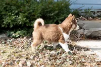 Cinnamon, a female Siberian Husky for sale in Grayslake, IL – Photo 8 of 10