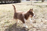 Cinnamon, a female Siberian Husky for sale in Grayslake, IL – Photo 6 of 10