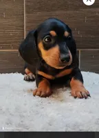 Chewy , a male Miniature Dachshund for sale in Hemet, CA – 2 of 2