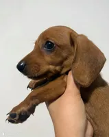Canelo, a male Miniature Dachshund for sale in Hemet, CA – 4 of 6