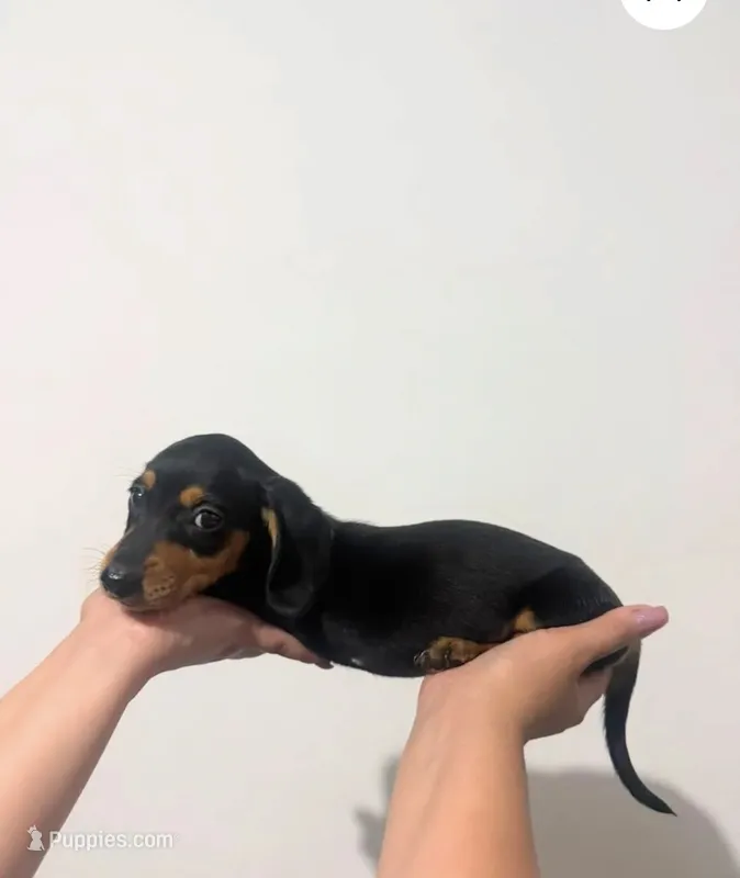 Chewy  – Miniature Dachshund puppy for sale in Hemet, CA