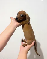 Canelo, a male Miniature Dachshund for sale in Hemet, CA – 3 of 6