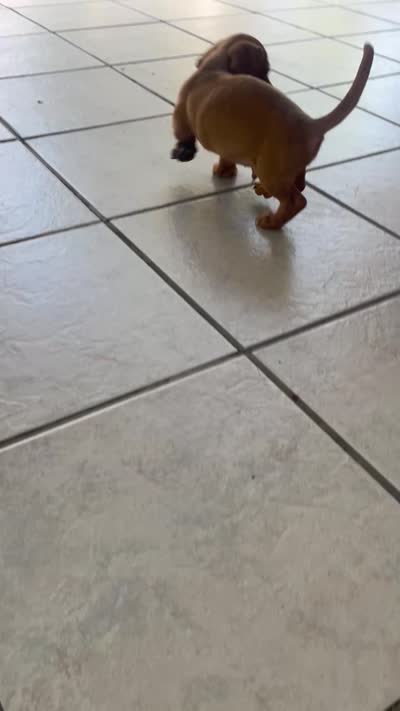 Canelo, a male Miniature Dachshund for sale in Hemet, CA – 2 of 6