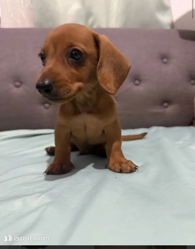 Canelo – Miniature Dachshund puppy for sale in Hemet, CA