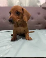 Canelo, a male Miniature Dachshund for sale in Hemet, CA – 1 of 6