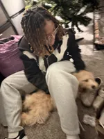 Seyvn, a male Cavapoo for sale in Greensboro, NC – 3 of 6