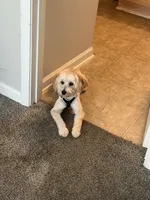 Seyvn, a male Cavapoo for sale in Greensboro, NC – 4 of 6