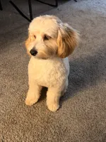 Seyvn, a male Cavapoo for sale in Greensboro, NC – 6 of 6