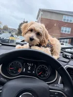 Seyvn, a male Cavapoo for sale in Greensboro, NC – 1 of 6