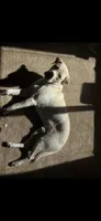 Oslo, a male Labrador Retriever for sale in Batavia, IL – 2 of 4