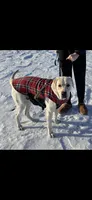Oslo, a male Labrador Retriever for sale in Batavia, IL – 1 of 4