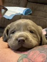 Gia, a female Labrador Retriever for sale in Alamosa, CO – 2 of 5