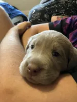 Gia, a female Labrador Retriever for sale in Alamosa, CO – 5 of 5