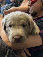 Gia, a female Labrador Retriever for sale in Alamosa, CO – 4 of 5