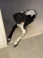 Brewster , a  German Shorthaired Pointer for sale in Winter Haven, FL – Photo 4 of 4