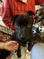 Comet, a male Belgian Malinois for sale in Catalina, AZ – 4 of 6
