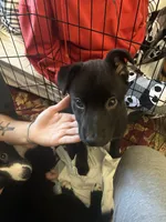 Comet, a male Belgian Malinois for sale in Catalina, AZ – 3 of 6