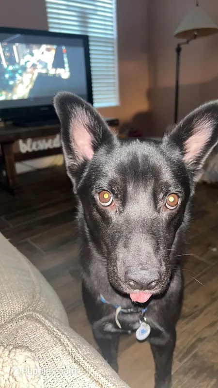 Comet – Belgian Malinois puppy for sale in Catalina, AZ
