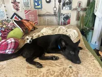 Comet, a male Belgian Malinois for sale in Catalina, AZ – 2 of 6