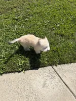 Teddy, a male Cavapoo and Shih Tzu for sale in Elk Grove, CA – 3 of 4