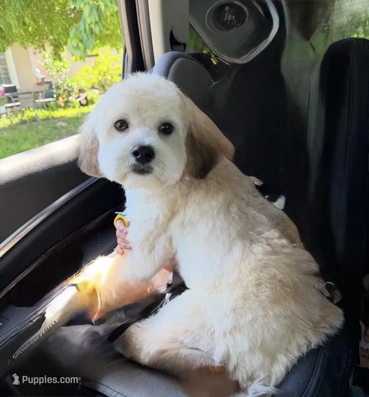 Teddy – Cavapoo, Shih Tzu puppy for sale in Elk Grove, CA