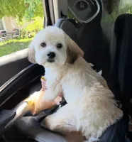 Teddy, a male Cavapoo and Shih Tzu for sale in Elk Grove, CA – 1 of 4