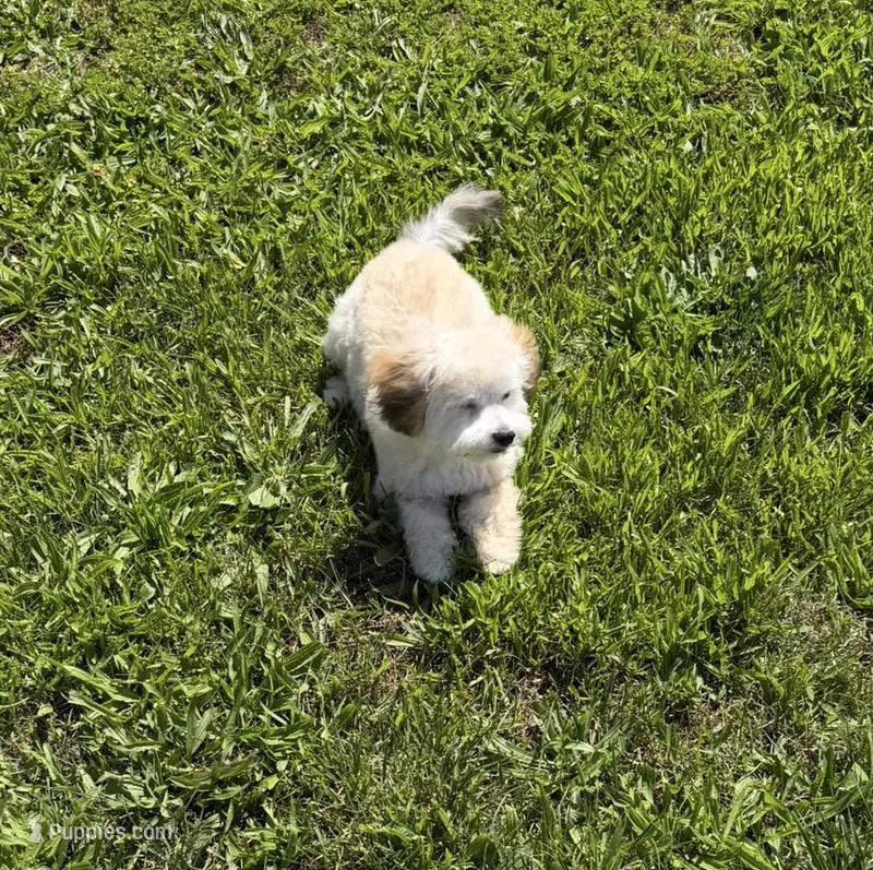 Teddy – Cavapoo, Shih Tzu puppy for sale in Elk Grove, CA