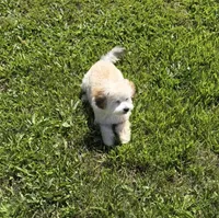 Teddy, a male Cavapoo and Shih Tzu for sale in Elk Grove, CA – 2 of 4