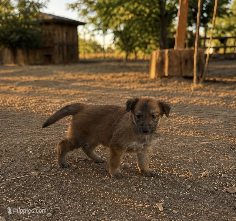 Female  – German Shepherd Dog puppy for sale in Littlerock, CA
