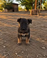 Male 1, a male German Shepherd Dog for sale in Littlerock, CA – 1 of 1