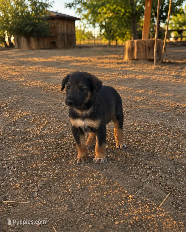 Male 2  – German Shepherd Dog puppy for sale in Littlerock, CA