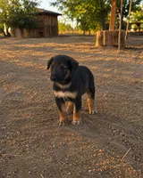 Male 2 , a male German Shepherd Dog for sale in Littlerock, CA – 1 of 1