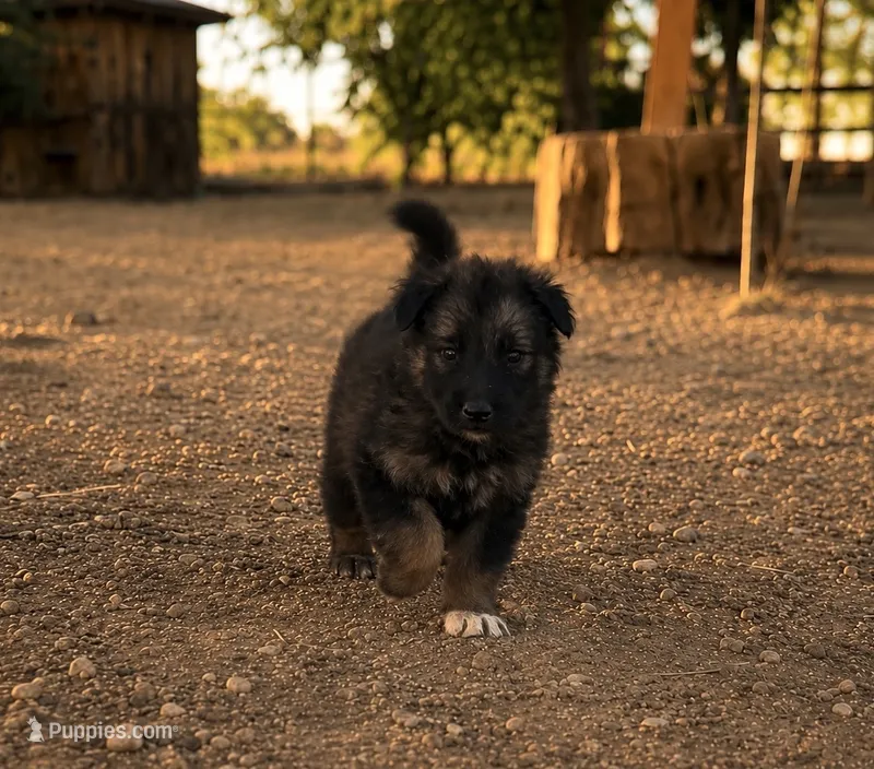 Male 3  – German Shepherd Dog puppy for sale in Littlerock, CA