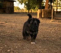 Male 3 , a male German Shepherd Dog for sale in Littlerock, CA – 1 of 1