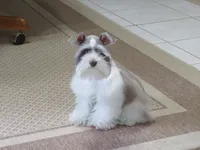 Tiny Toy Female , a female Miniature Schnauzer for sale in Thornton, IA – 6 of 9