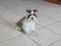 Tiny Toy Female , a female Miniature Schnauzer for sale in Thornton, IA – 8 of 9