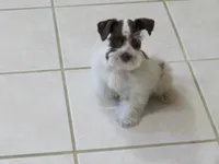 TCup Female #1, a female Miniature Schnauzer for sale in Thornton, IA – 4 of 5
