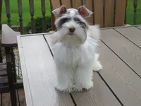 Tiny Toy Female , a female Miniature Schnauzer for sale in Thornton, IA – 3 of 9