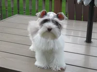 Tiny Toy Female , a female Miniature Schnauzer for sale in Thornton, IA – 9 of 9