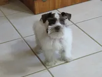 TCup Female #1, a female Miniature Schnauzer for sale in Thornton, IA – 5 of 5