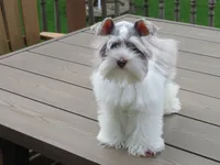 Tiny Toy Female , a female Miniature Schnauzer for sale in Thornton, IA – 7 of 9