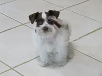 TCup Female #1, a female Miniature Schnauzer for sale in Thornton, IA – 2 of 5