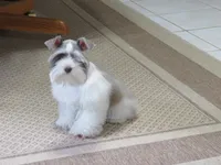 Tiny Toy Female , a female Miniature Schnauzer for sale in Thornton, IA – 2 of 9